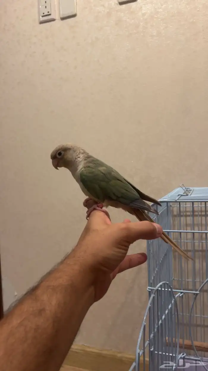 تم البيع تم البيع كنيور نعناعي لون جميل 1