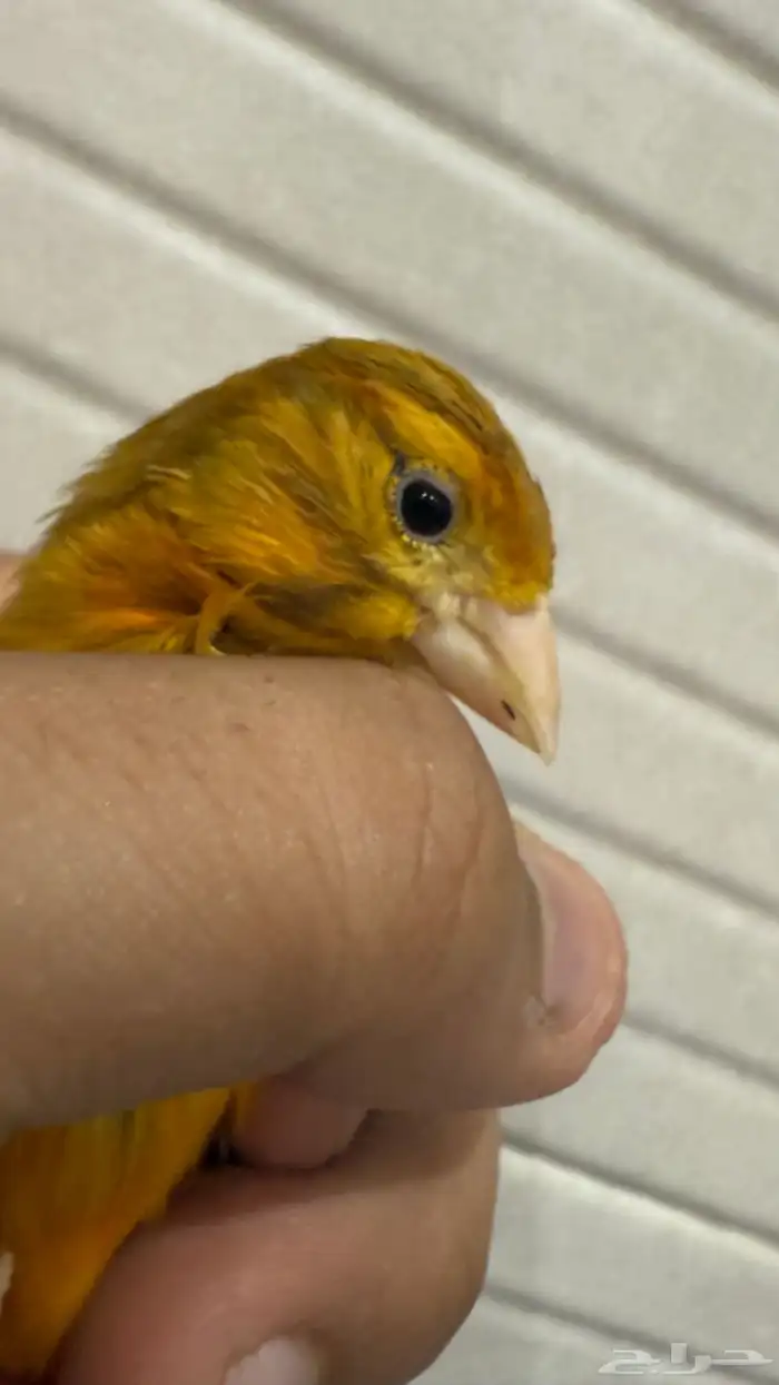 3 ذكور كناري بسكوتي للبيع مع انثى 0