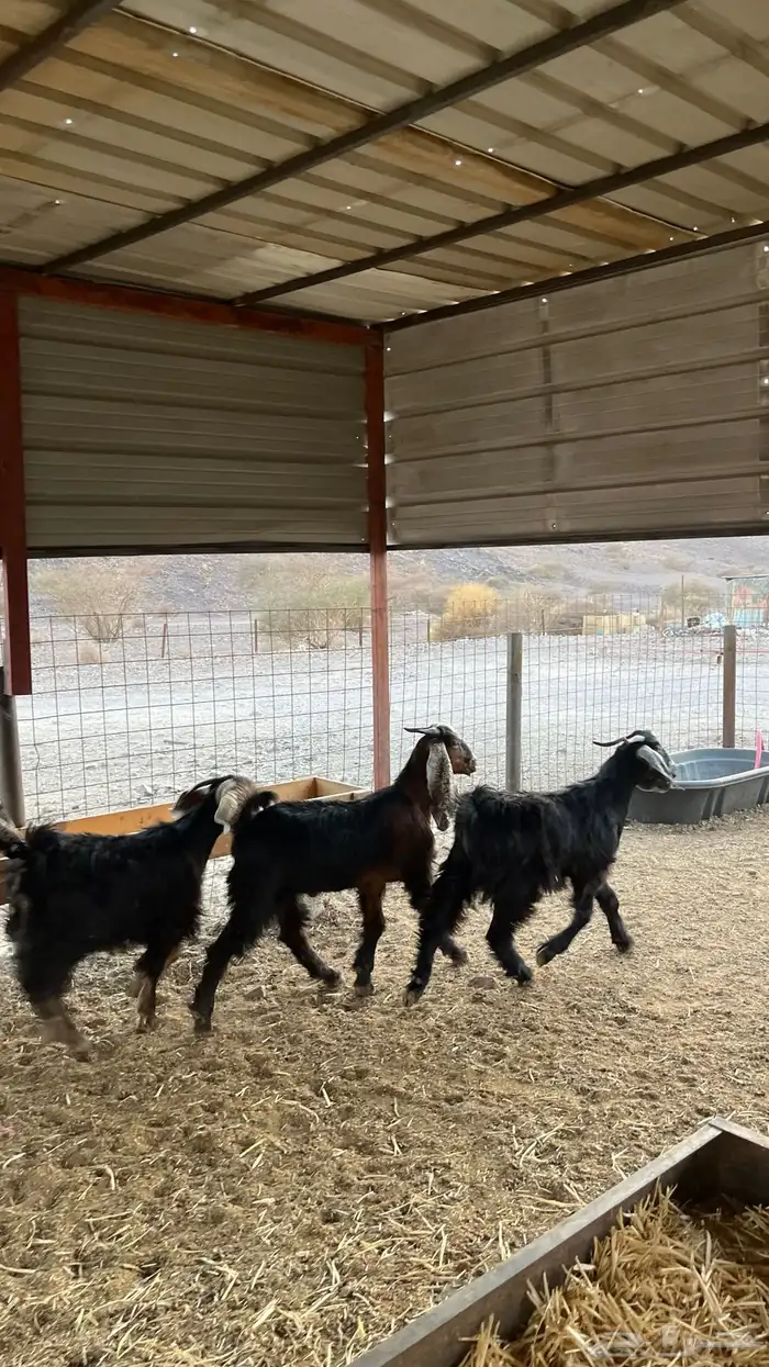 تيوس جدعان مخاصي جاذعان 9