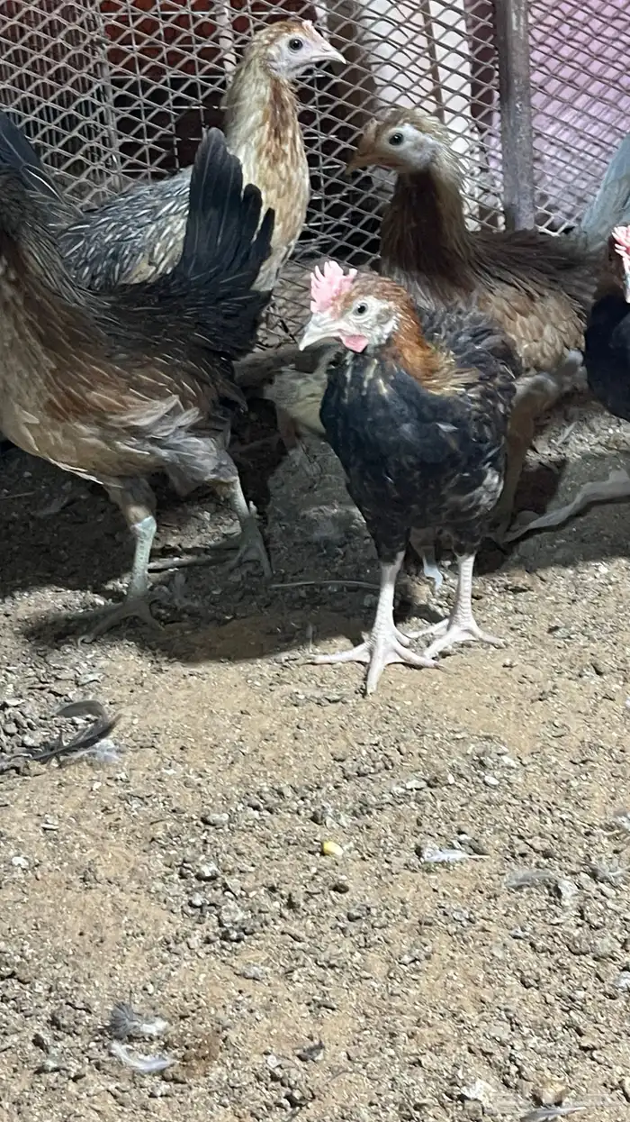 للبيع صوص عربي اصل افرق فيه اطقم وفيه تفردي 0