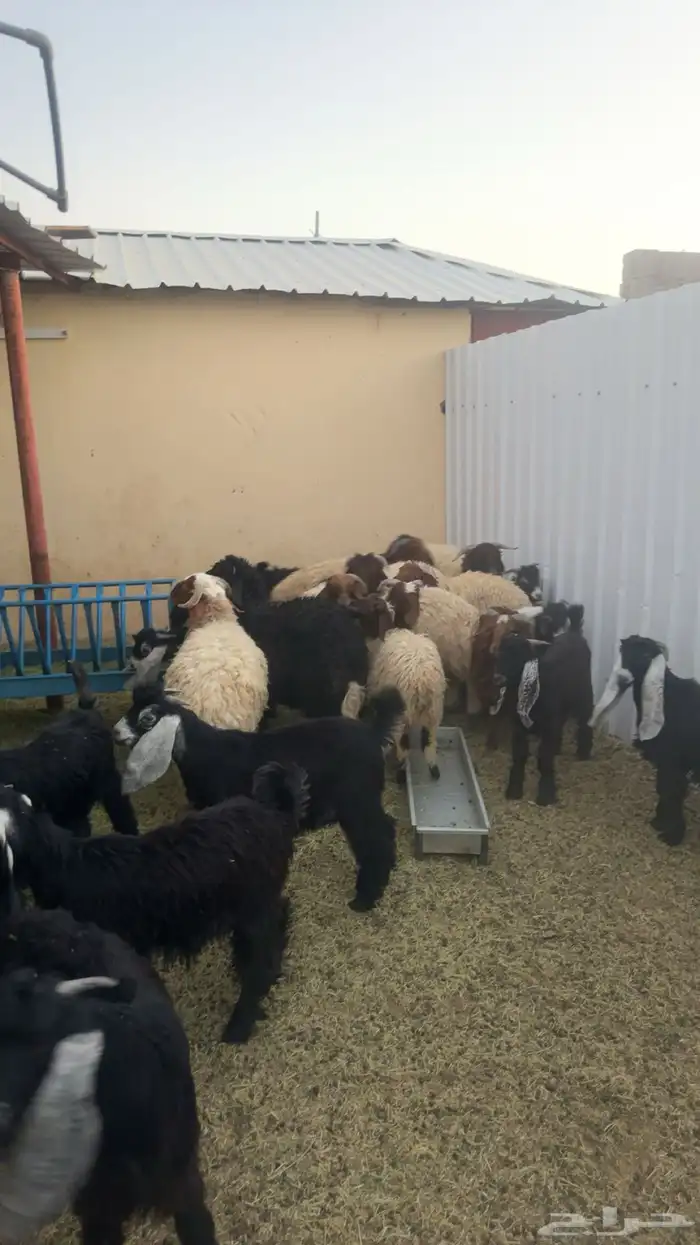طليان ذبايح وتيوس طيبات بلحيل 0