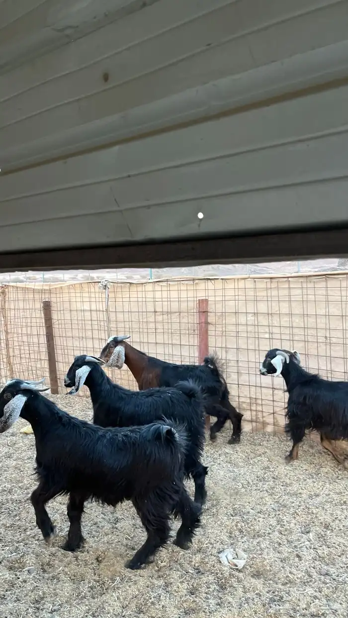 تيوس جدعان مخاصي جاذعان 2