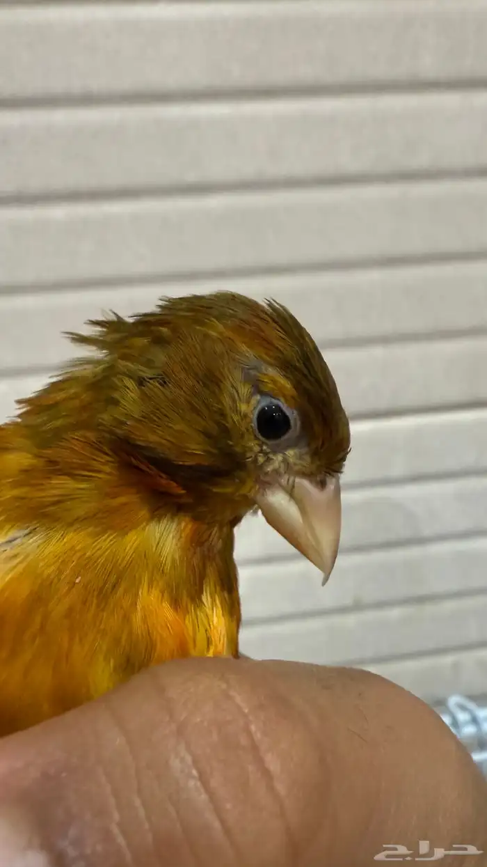 3 ذكور كناري بسكوتي للبيع مع انثى 3