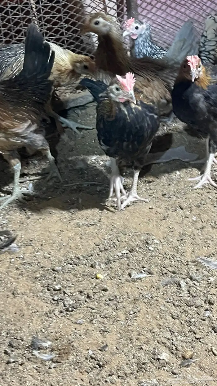 للبيع صوص عربي اصل افرق فيه اطقم وفيه تفردي 2