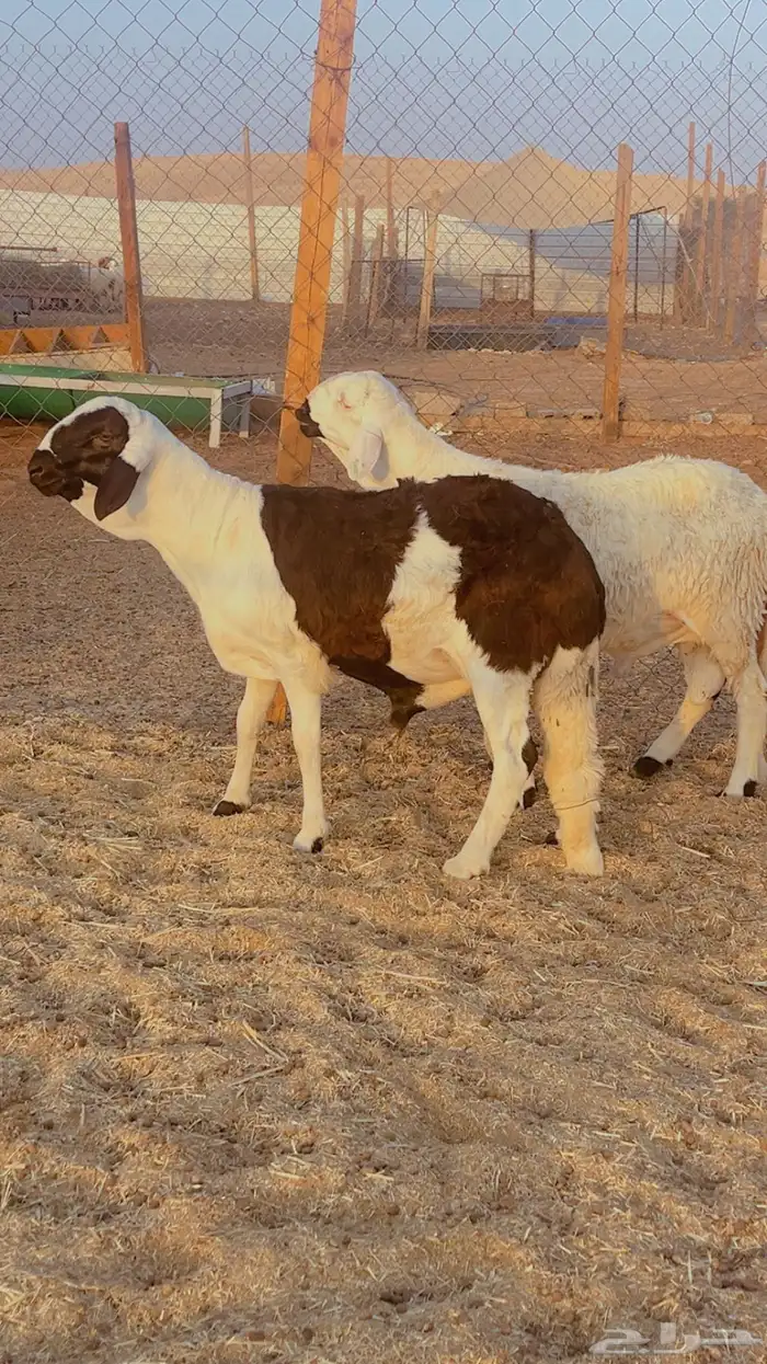 طليان سواكن فل شحم مرابي 4 شهور 4