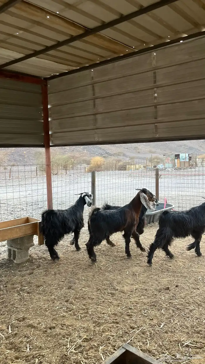 تيوس جدعان مخاصي جاذعان 7