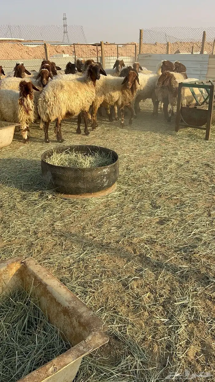 غنم نعيم مراح دفيع ومولده 3