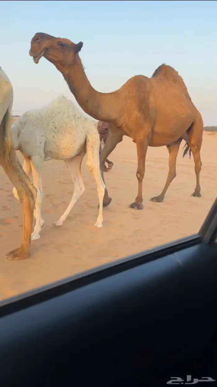 القحه صفرا رمانيه 0
