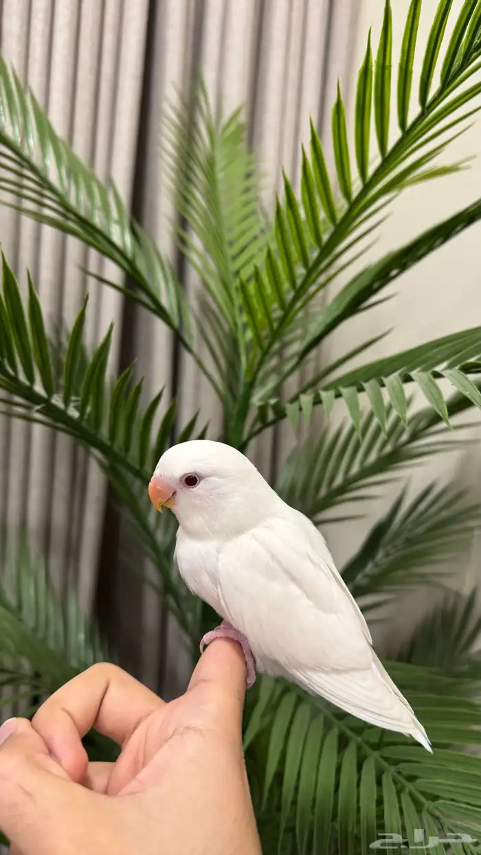 فرخ روز البينو عيون حمر هدد للبيع 3