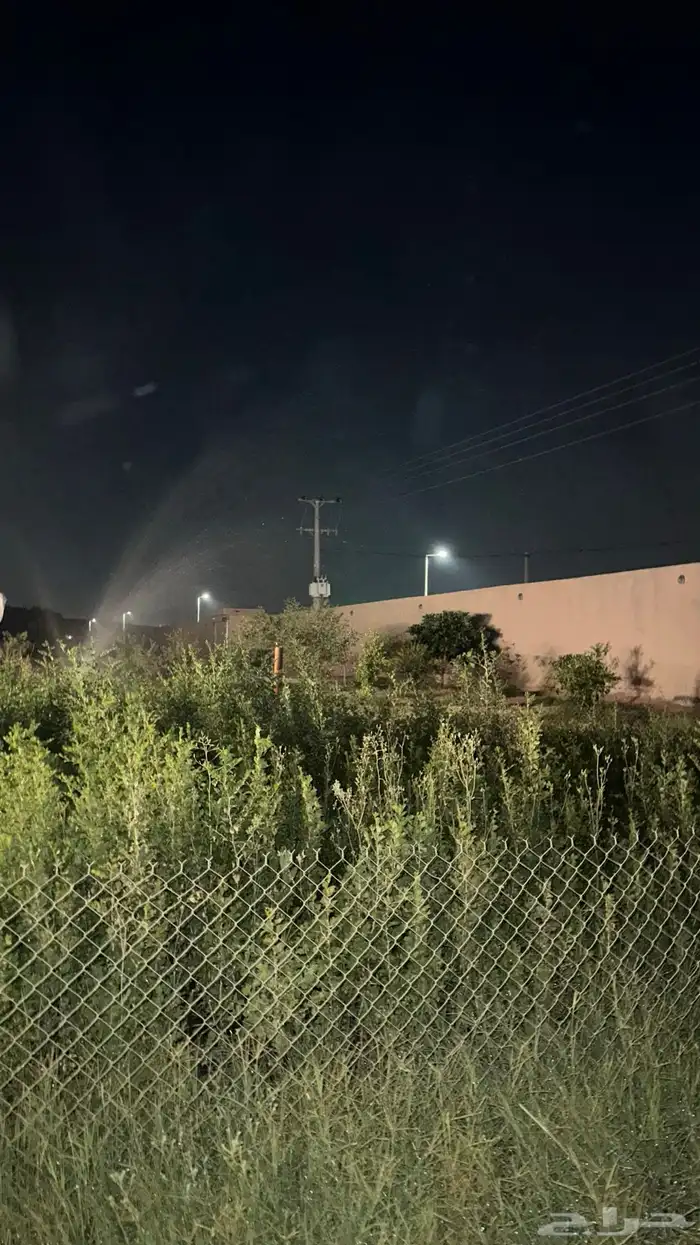 شجر سدر بلدي عبري منطقة الرياض 1
