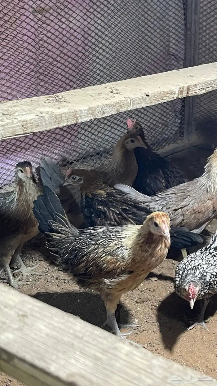 للبيع صوص عربي اصل افرق فيه اطقم وفيه تفردي 3