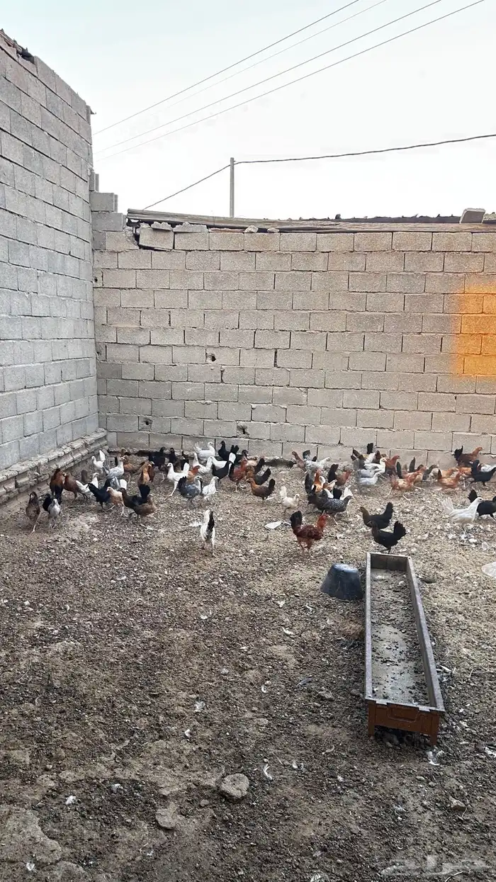 للبيع دجاج عربي 1