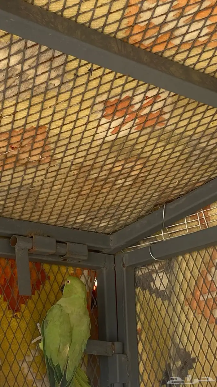 طير دره هندي أنثى 1