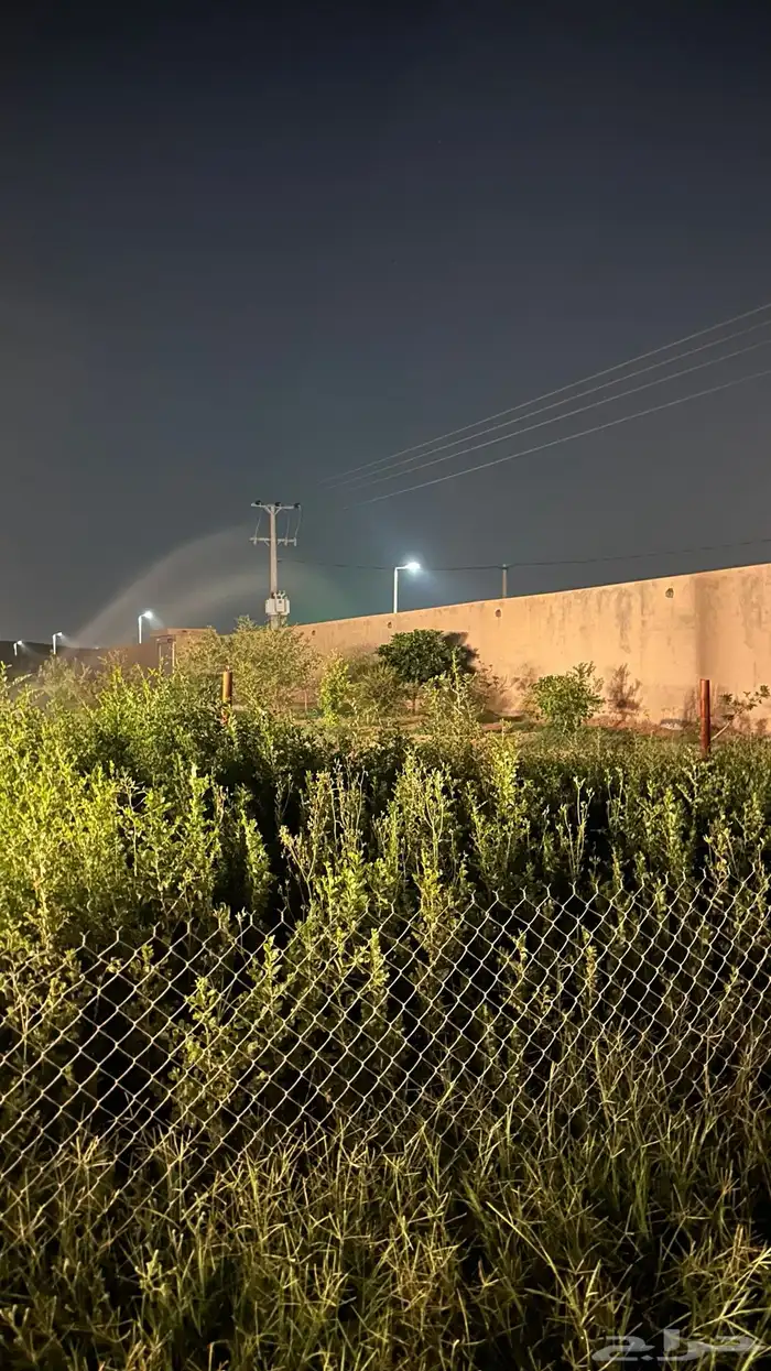 شجر سدر بلدي عبري منطقة الرياض 0