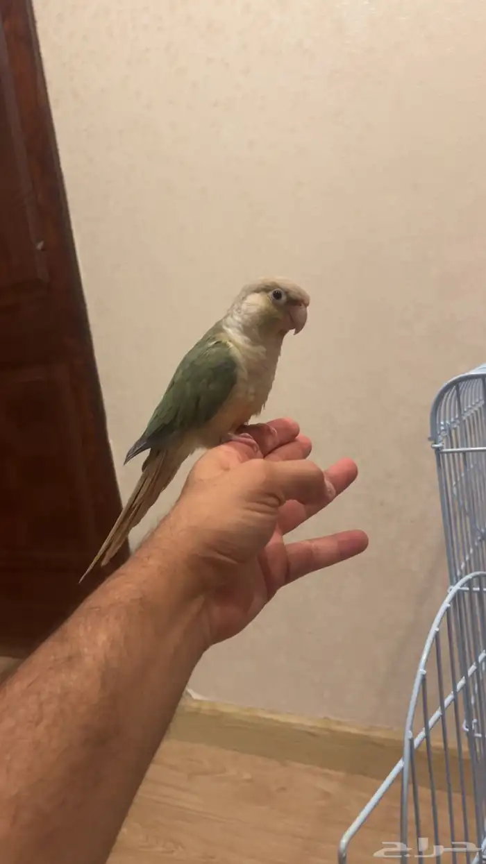 تم البيع تم البيع كنيور نعناعي لون جميل 2