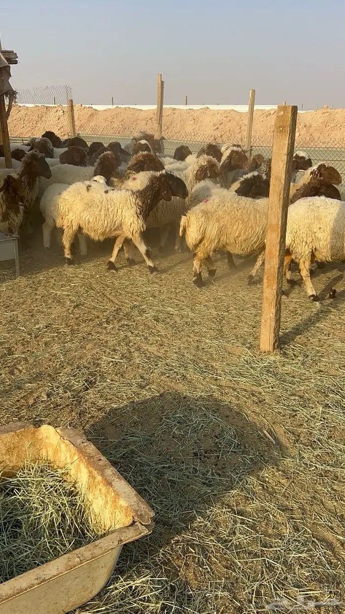 غنم نعيم مراح دفيع ومولده 6