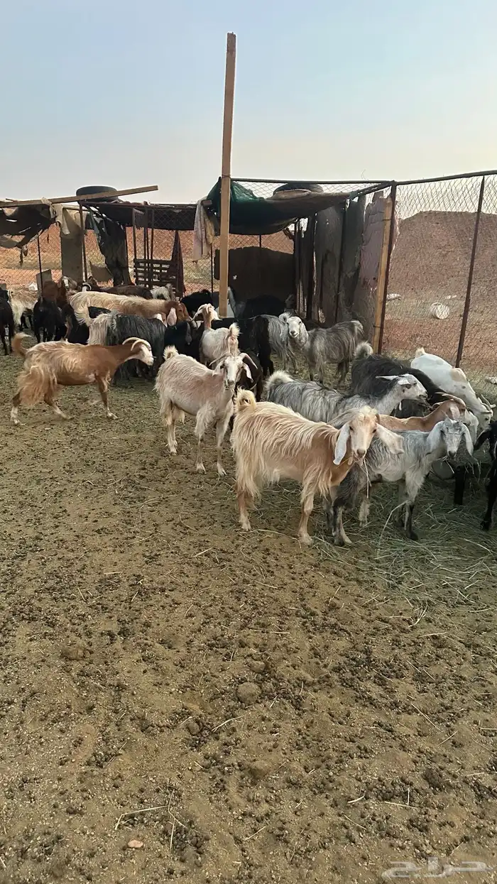 ماعز للبيع 0