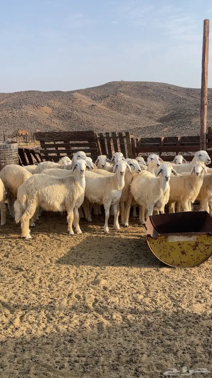 ذبائح حريه طيبه ذبح وتوصيل 0