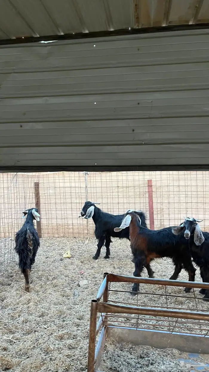 تيوس جدعان مخاصي جاذعان 11