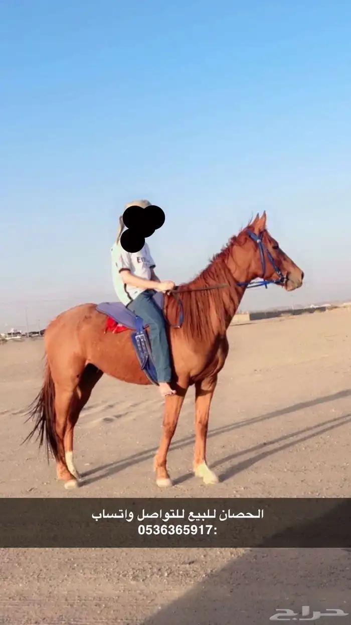 حصان للبيع الحد 2000 0