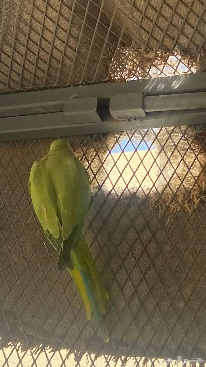 طير دره هندي أنثى 2