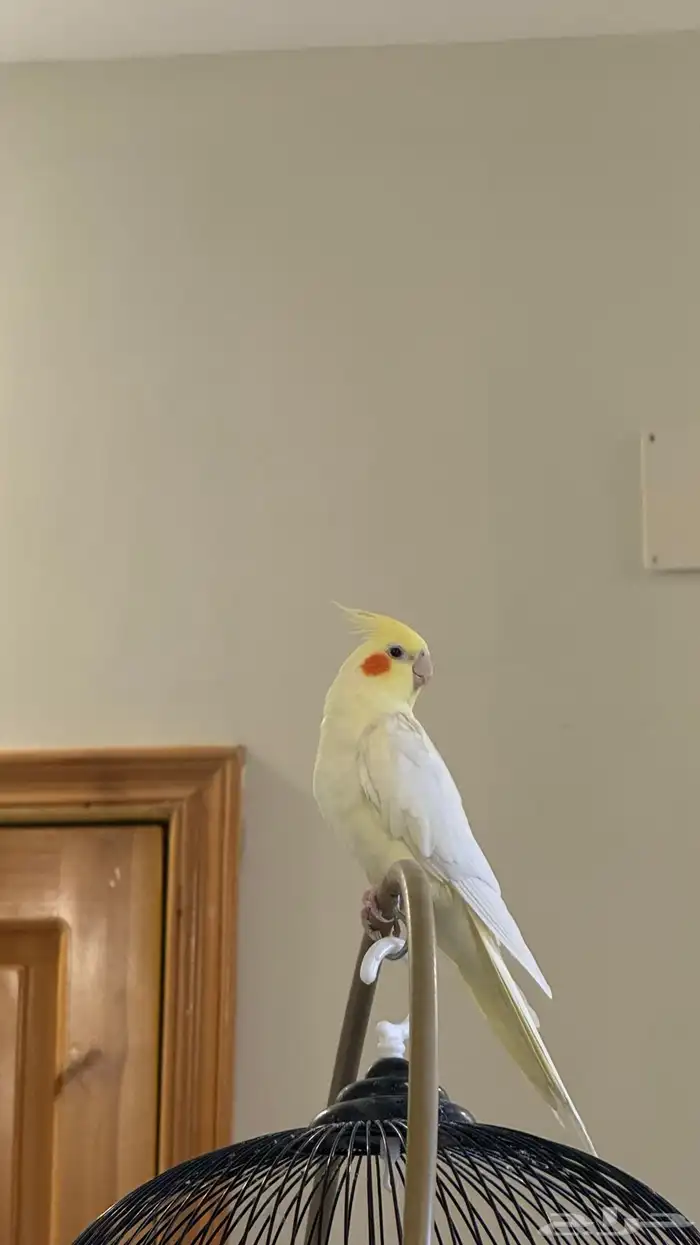 كروان اليف جدا للبيع 2