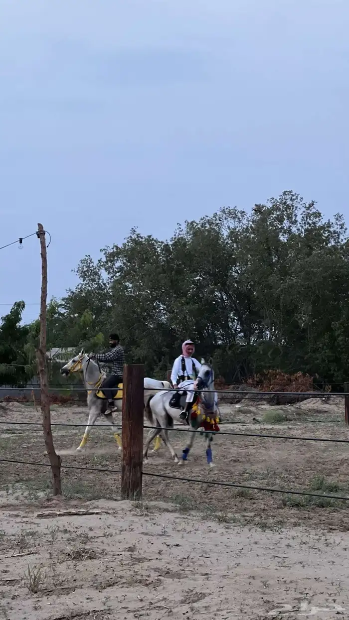 مربط الاعجاب للخيل العربية الاصيلة 4