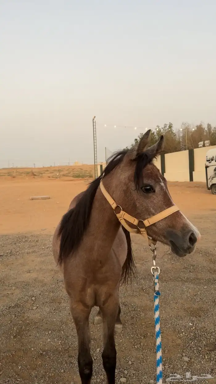 مهره 0