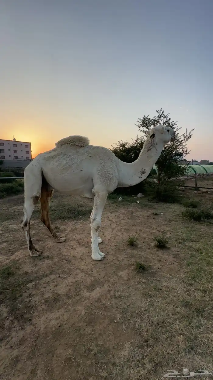بعير اوضح هادي ومشروط 1