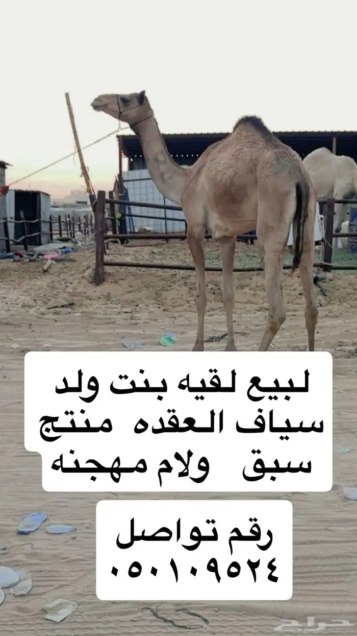 لبقه 0