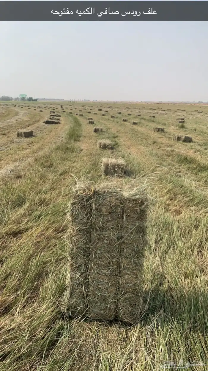 علف  للغنم والبقر والإبل 1