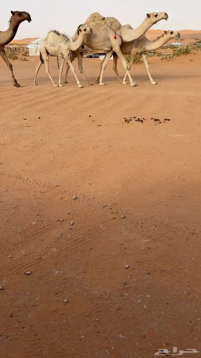عشرا شقحا طيب 3