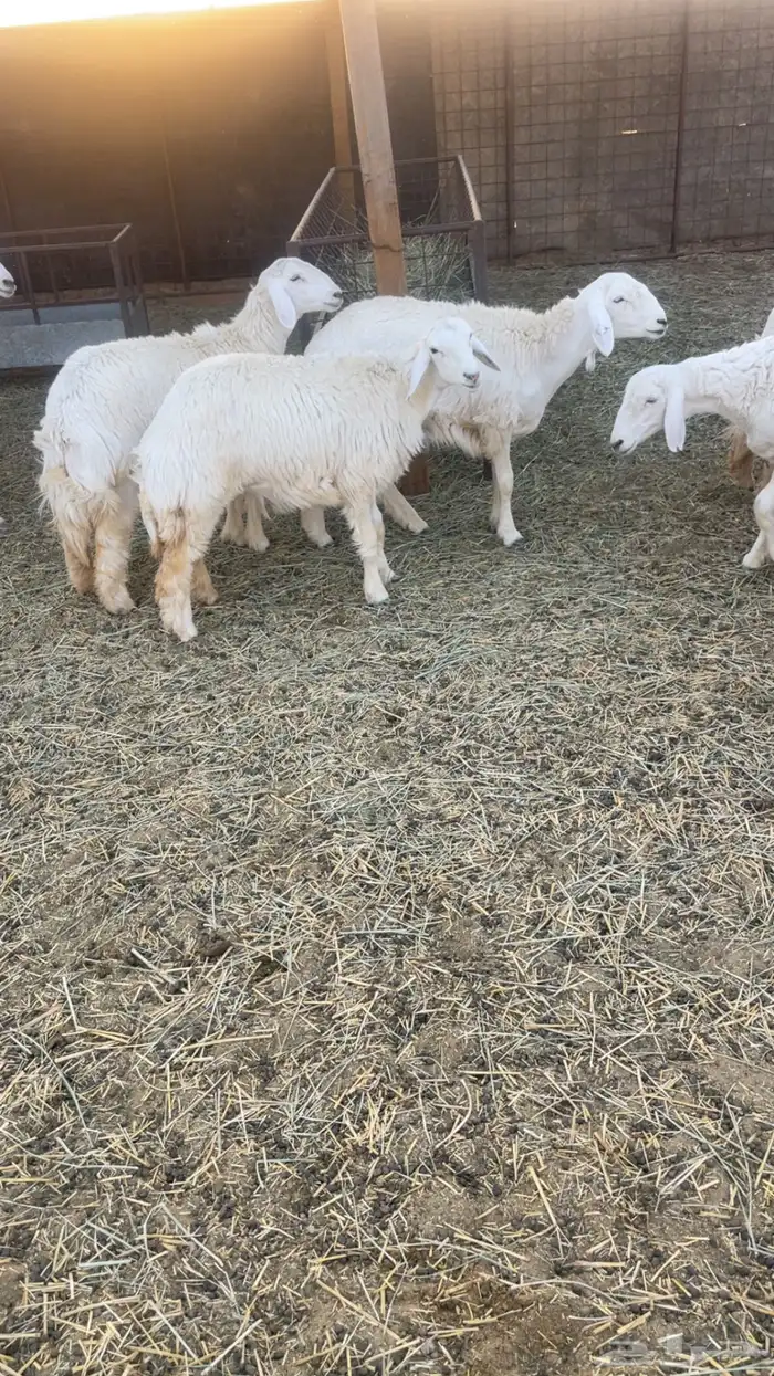 للبيع رخال حريات 2