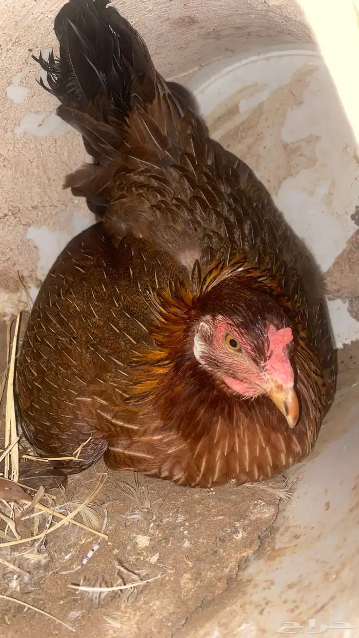 دجاجه محضنه معاها تقريبا 16 بيضه و 2 فريك العمر تقريبا 4 شهو 16