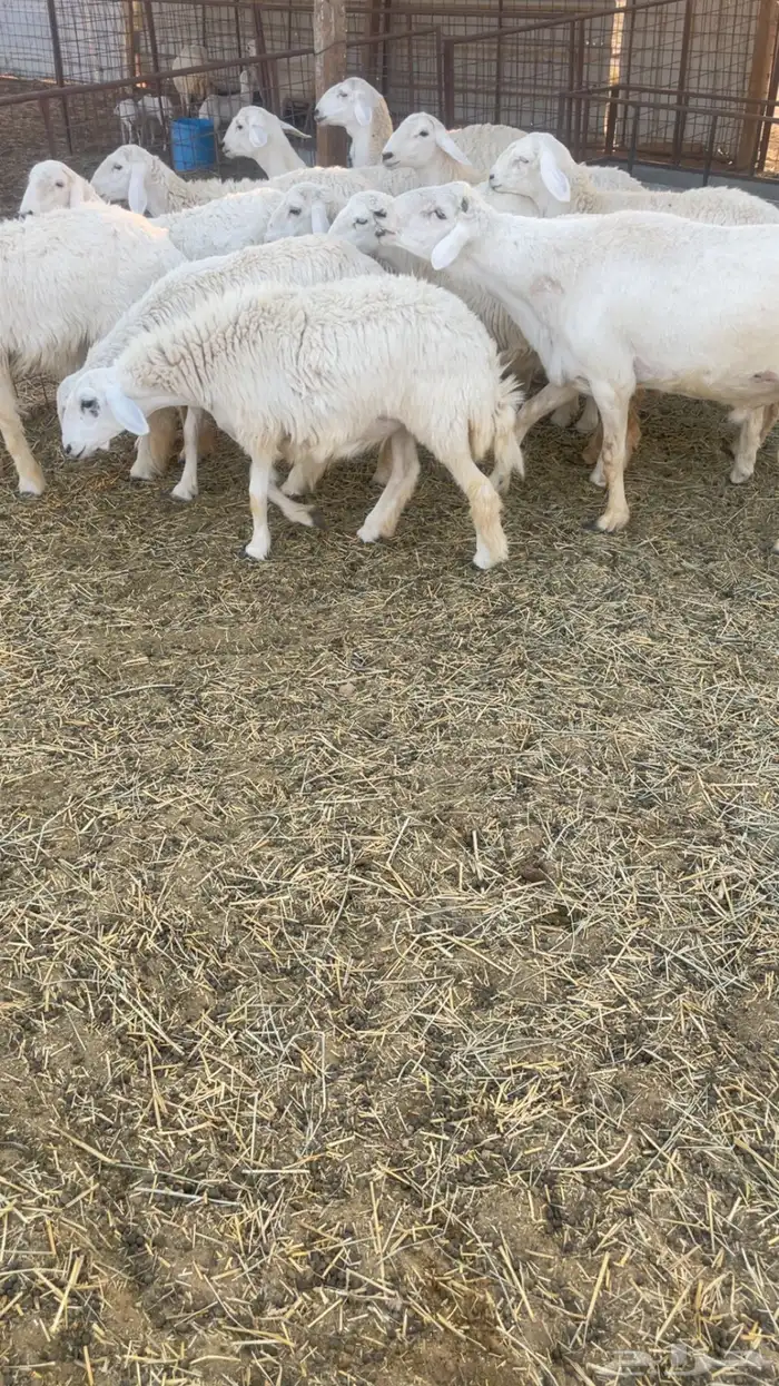 للبيع رخال حريات 1