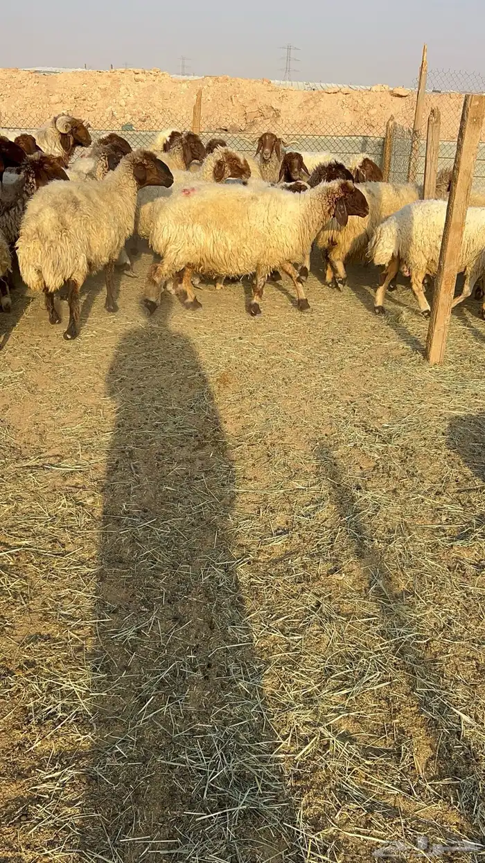 غنم نعيم مراح دفيع ومولده 1