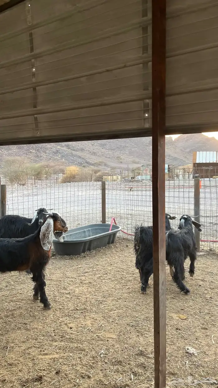 تيوس جدعان مخاصي جاذعان 6