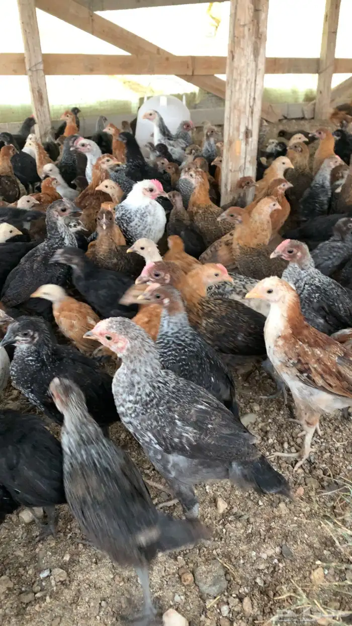 دجاج ل البيع 1