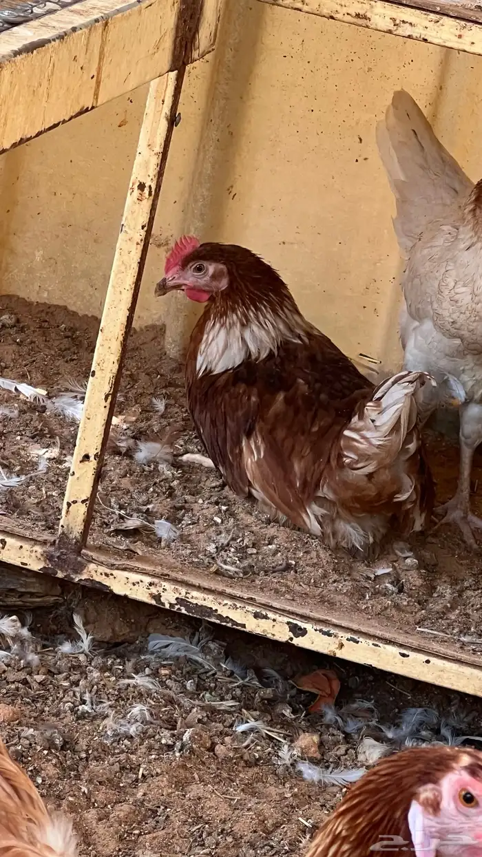 4 ديكه لوهمان الماني 2