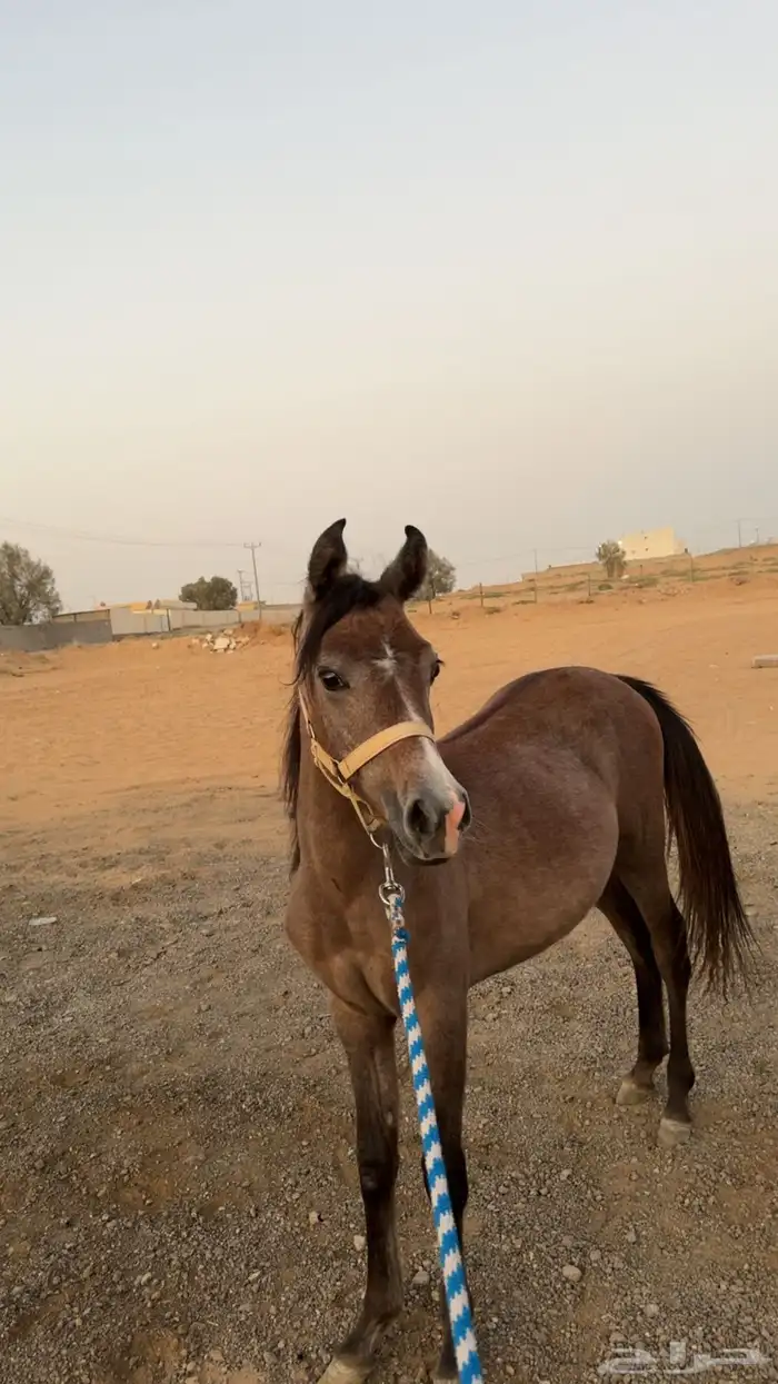 مهره 3