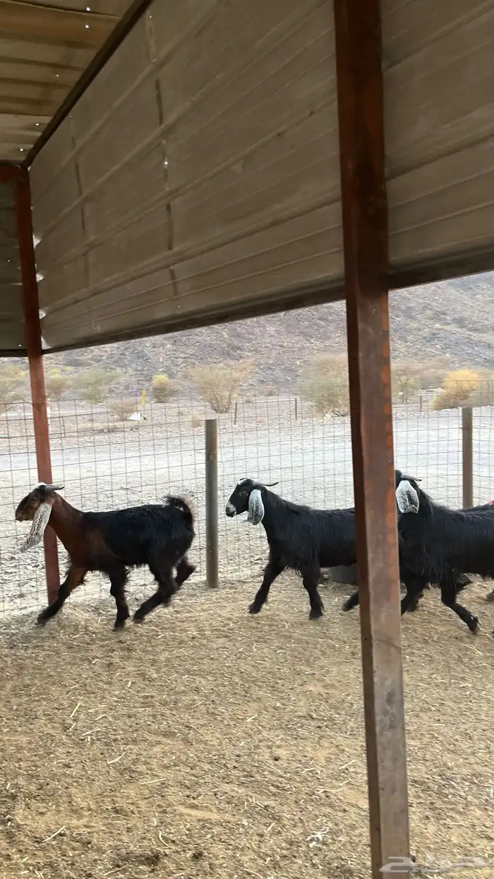 تيوس جدعان مخاصي جاذعان 0