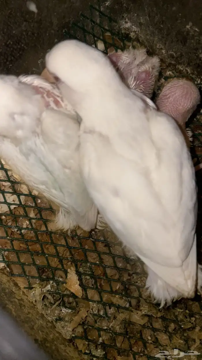 روزات نهايه غر 1