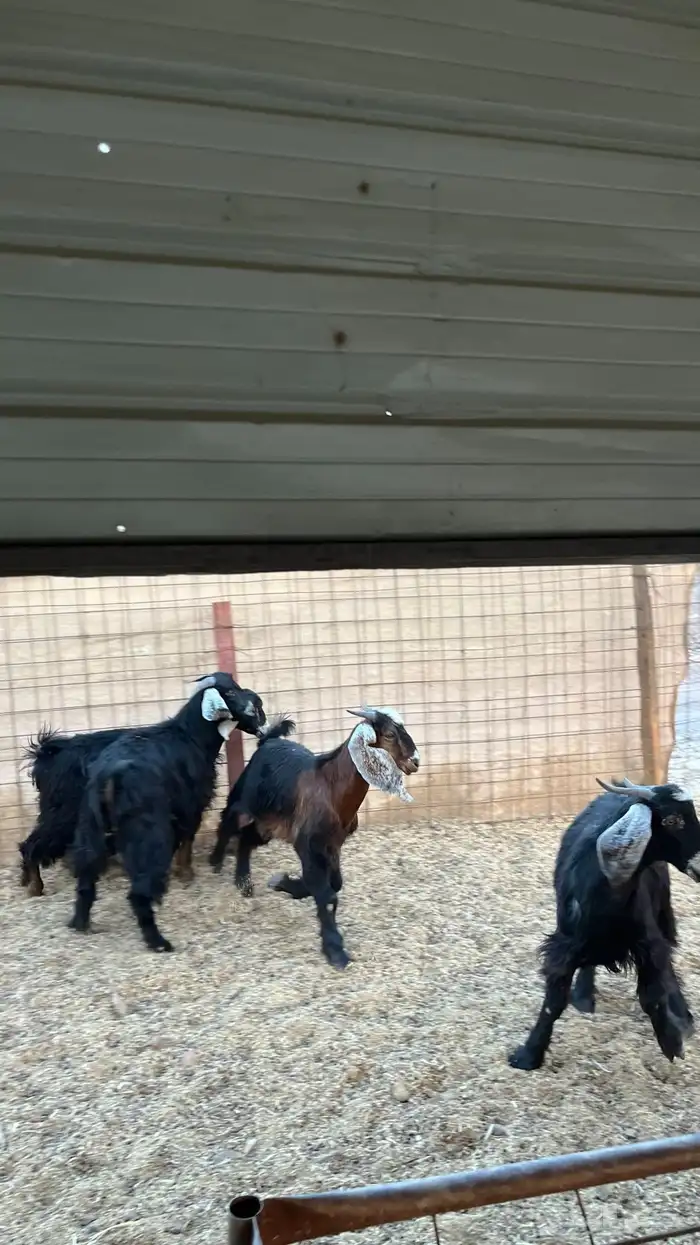 تيوس جدعان مخاصي جاذعان 10