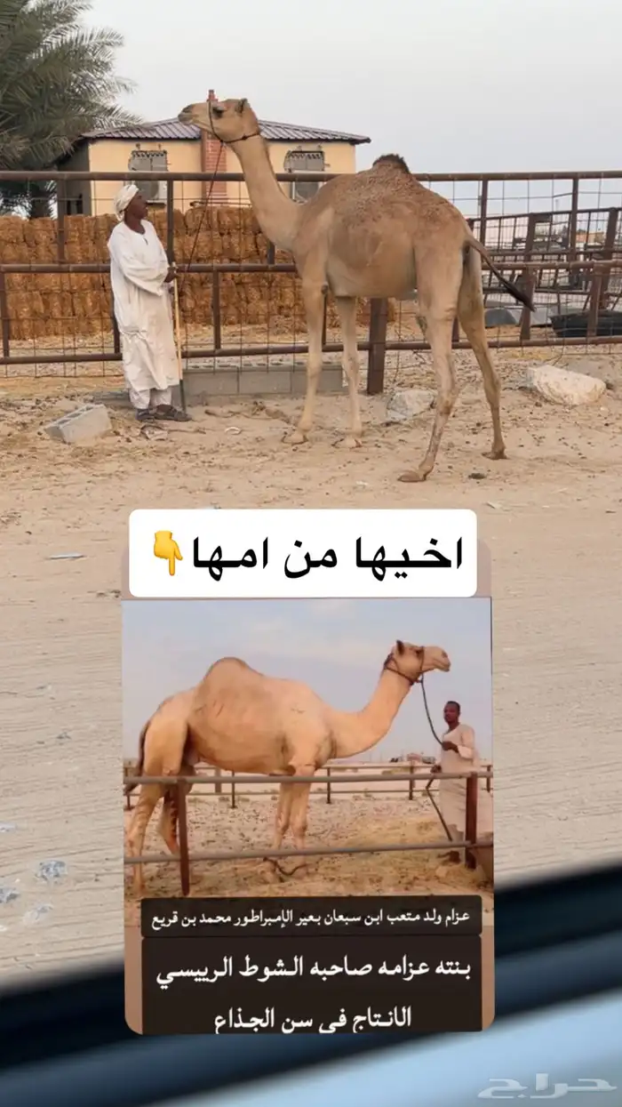هجن 0