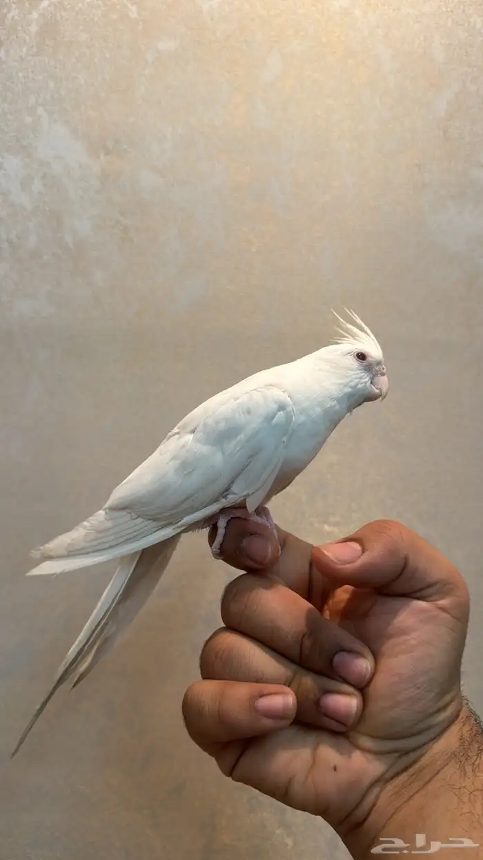 كروان اليف البينو 1