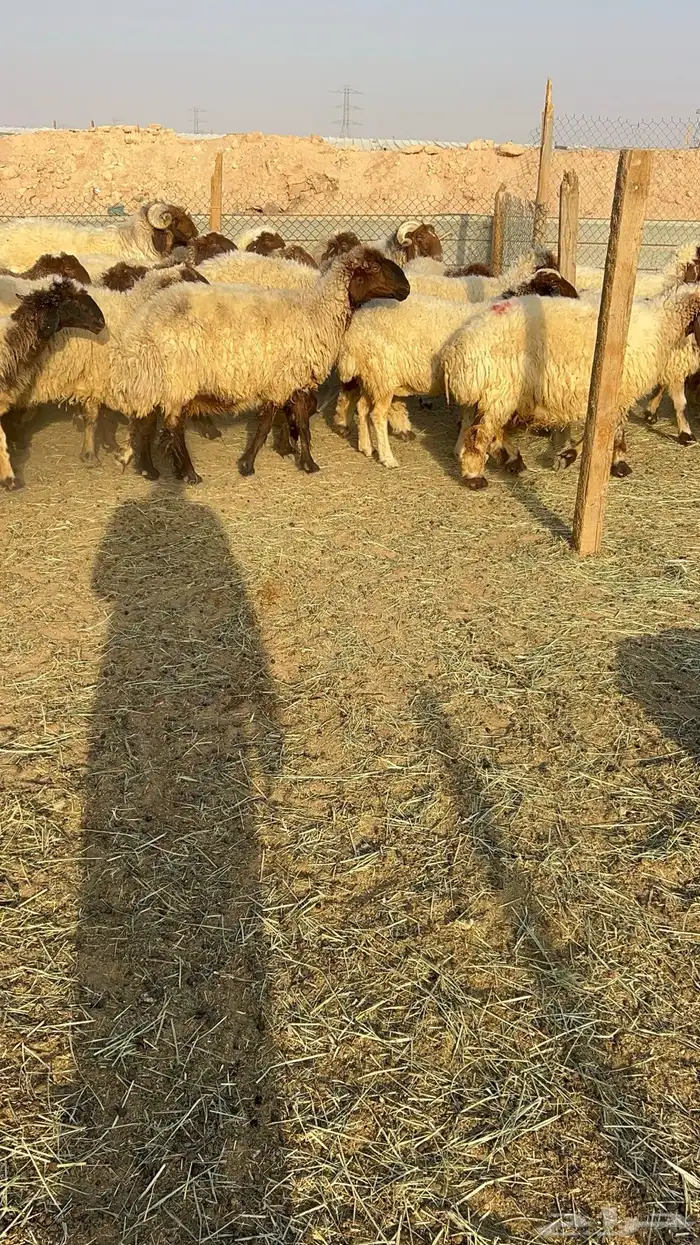 غنم نعيم مراح دفيع ومولده 0