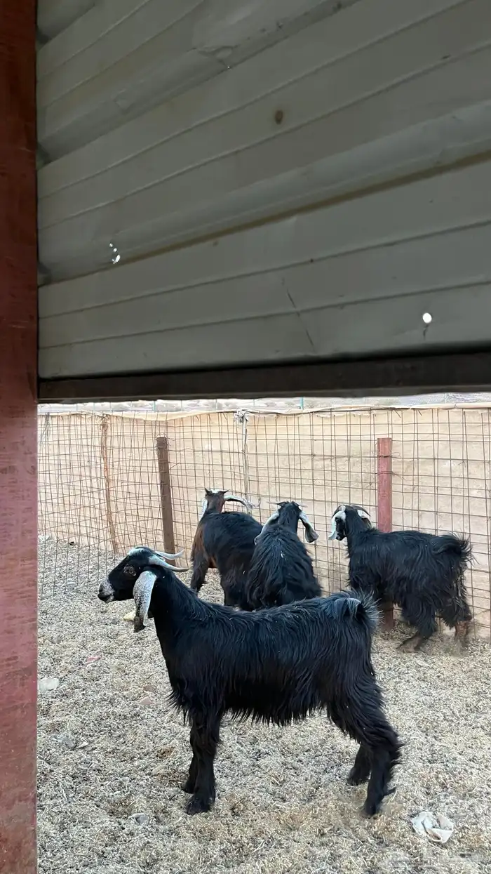 تيوس جدعان مخاصي جاذعان 1