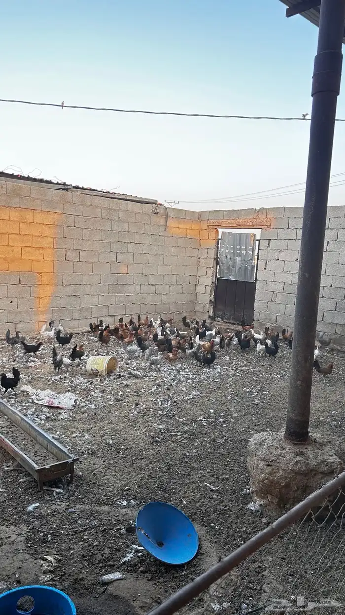 للبيع دجاج عربي 0