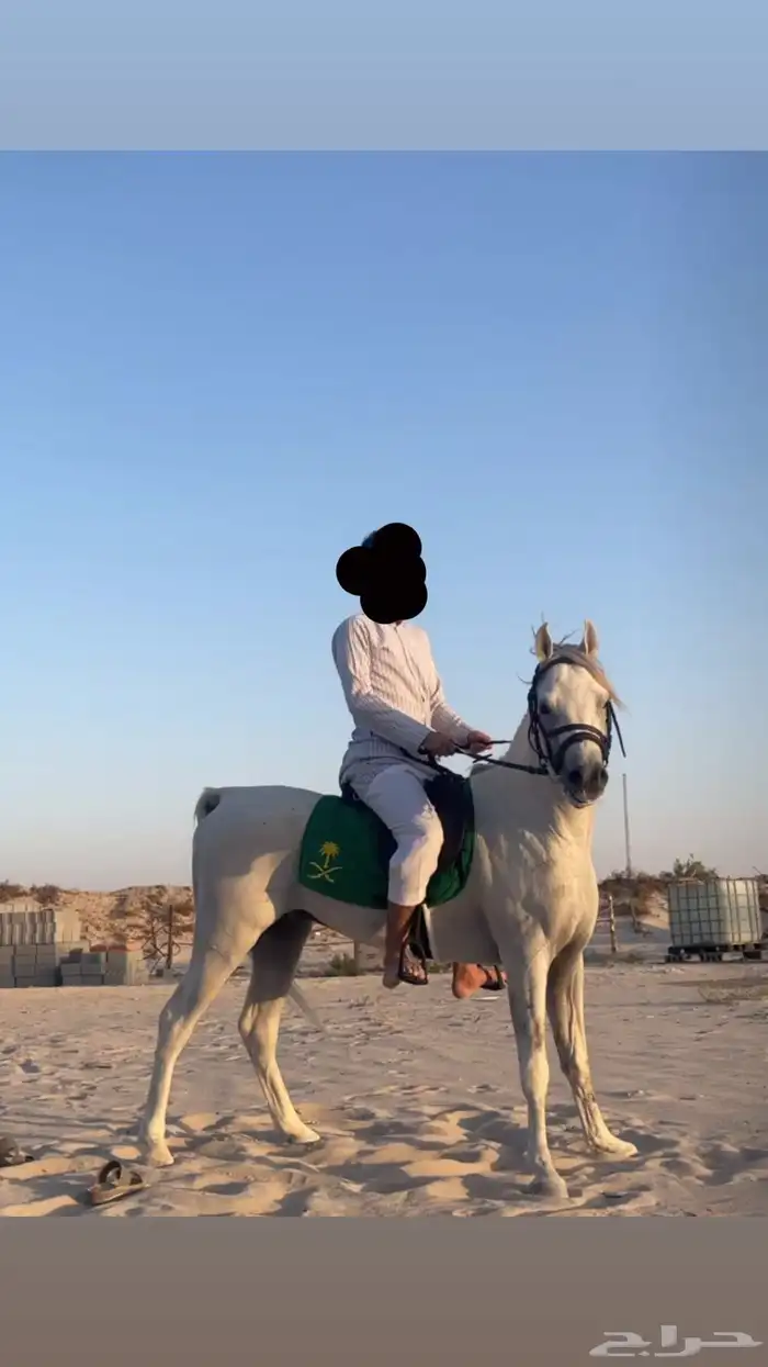 حصان واهو 3