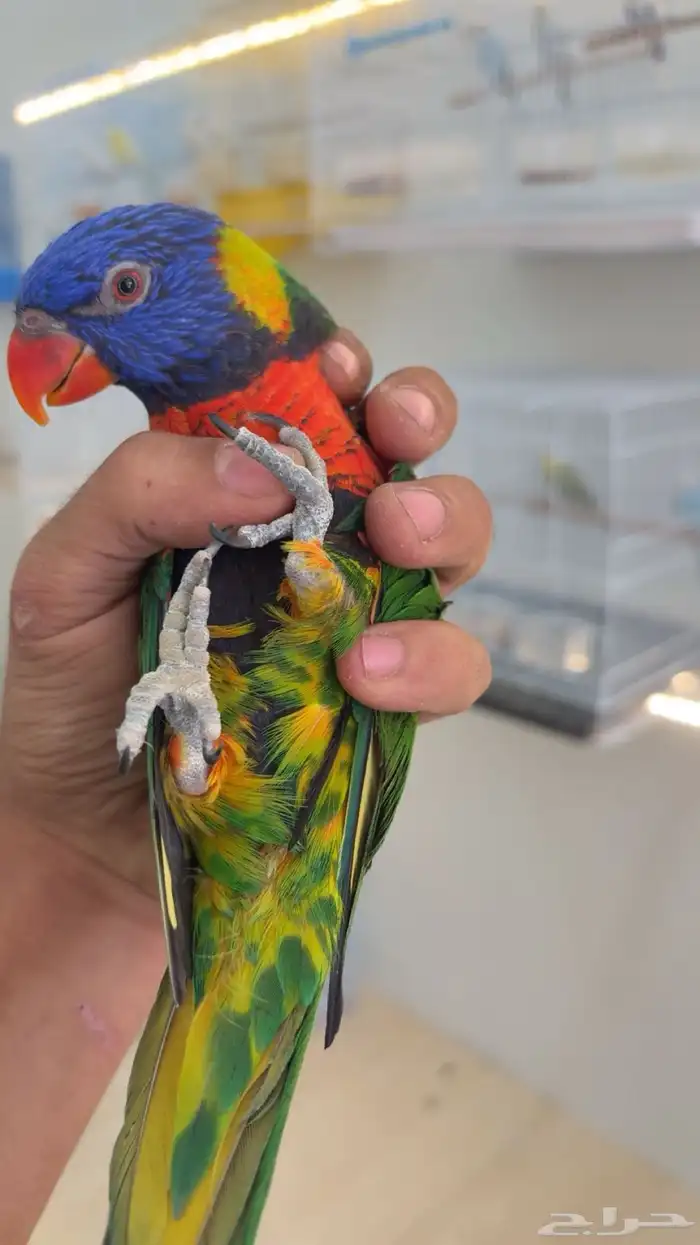 لوري قمه في الولافه لعوب مايعرف العض ومتكلم في الوجه 3